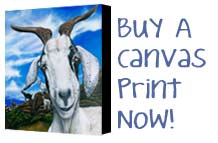 Buy A Canvas Print