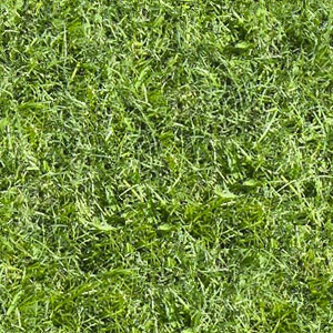 Grass Texture Seamless